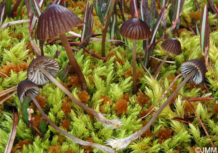 Mycena latifolia