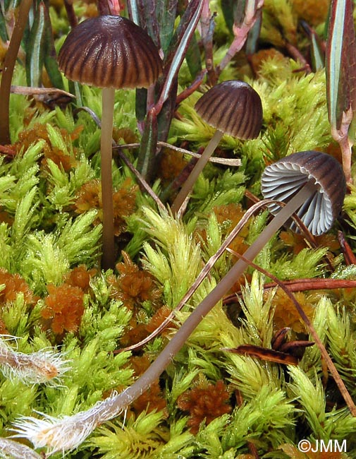 Mycena latifolia