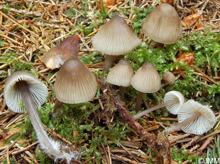 Mycena leptocephala