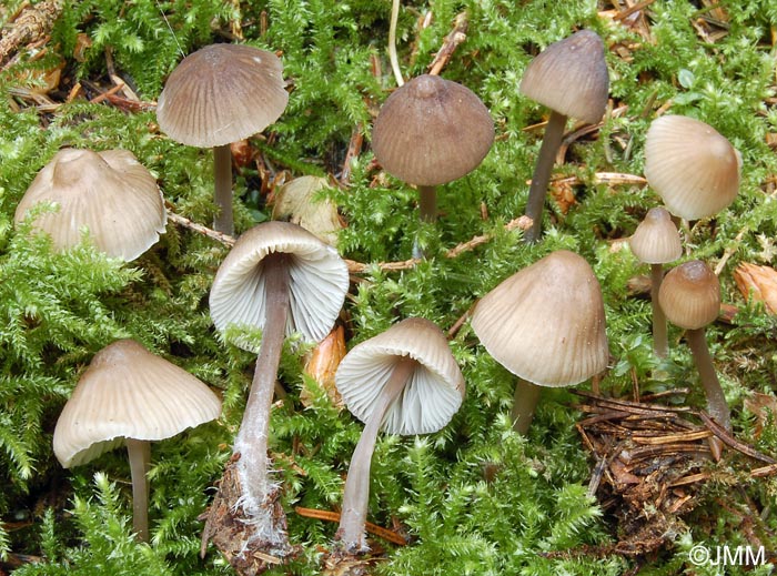 Mycena leptocephala