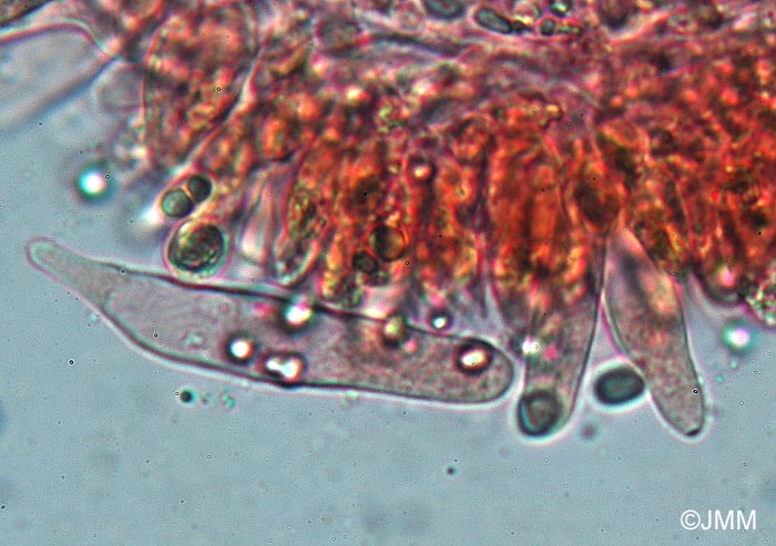 Mycena leptocephala : cheilocystides