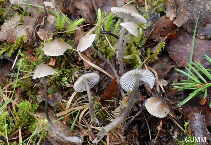 Mycena leptocephala