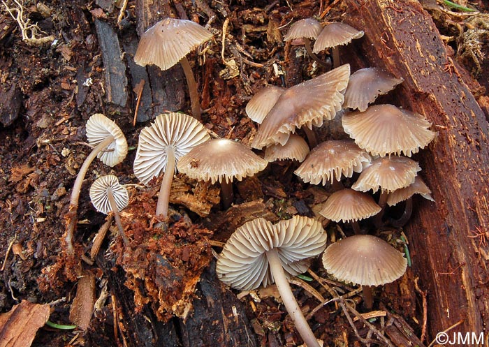 Mycena leptocephala