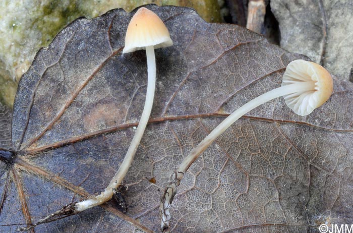 Mycena leptophylla