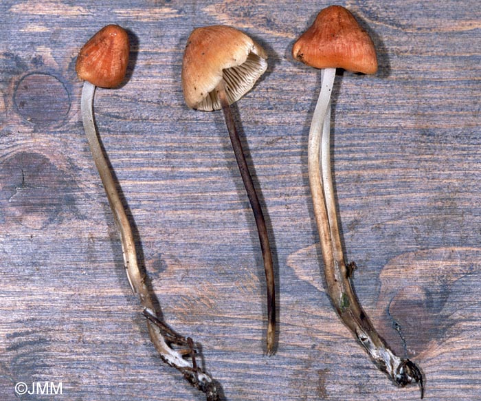 Mycena leptophylla