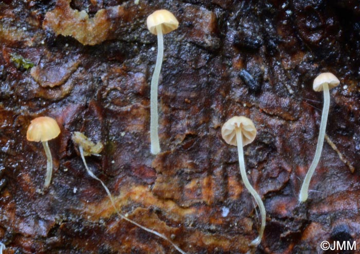 Mycena leptophylla