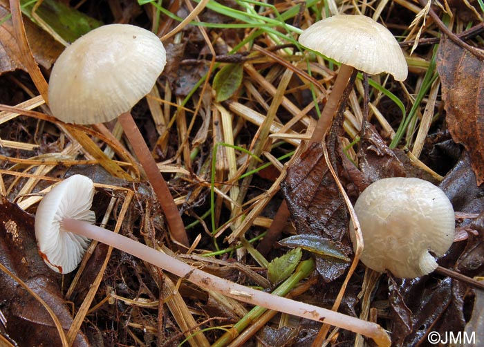 Mycena luteovariegata = Mycena pura var. lutea