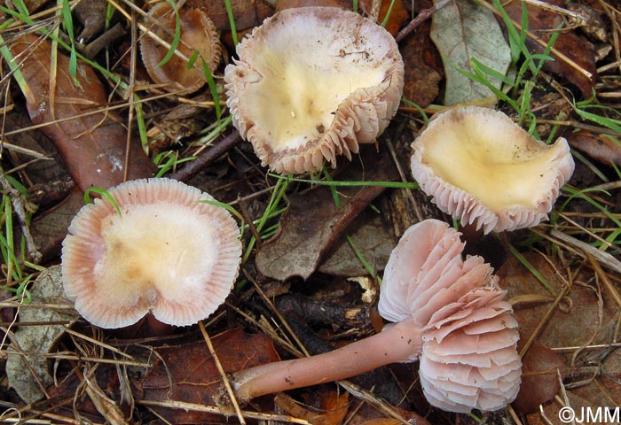 Mycena luteovariegata