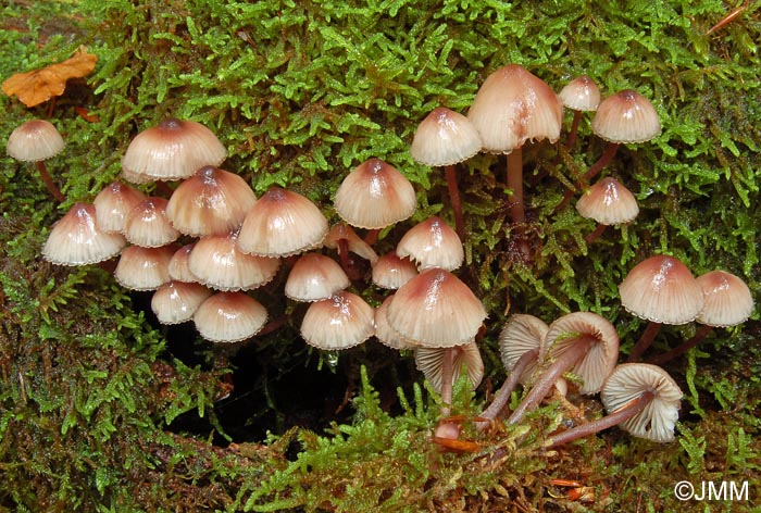 Mycena maculata