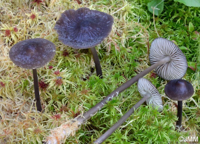 Mycena megaspora