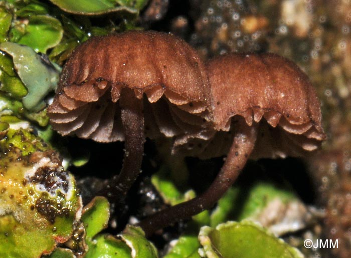 Mycena meliigena