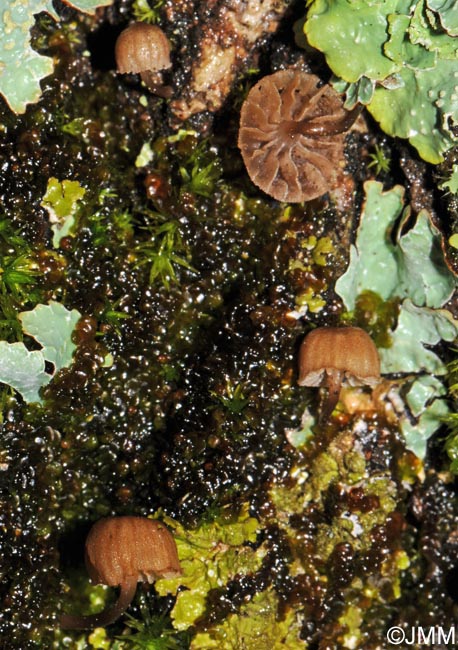 Mycena meliigena