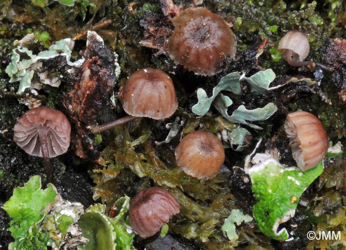 Mycena meliigena