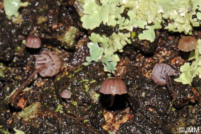 Mycena meliigena