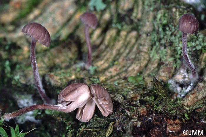 Mycena meliigena