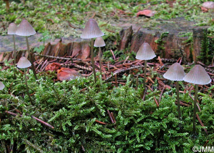 Mycena metata