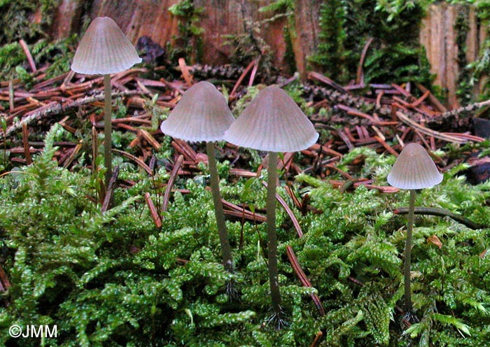 Mycena metata