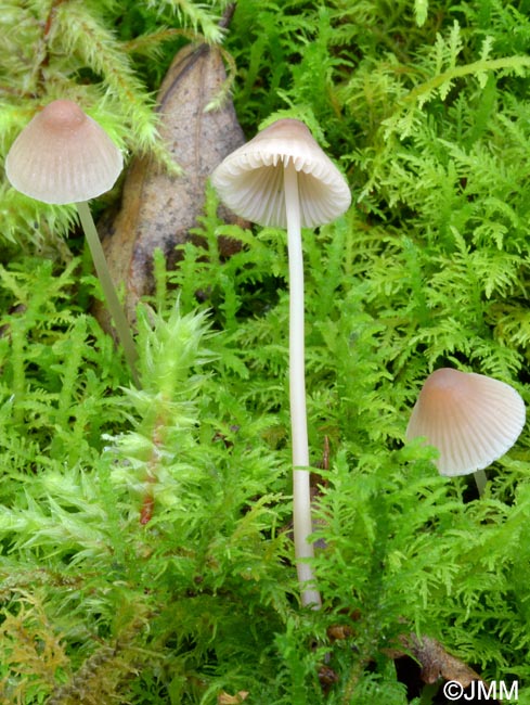 Mycena metata