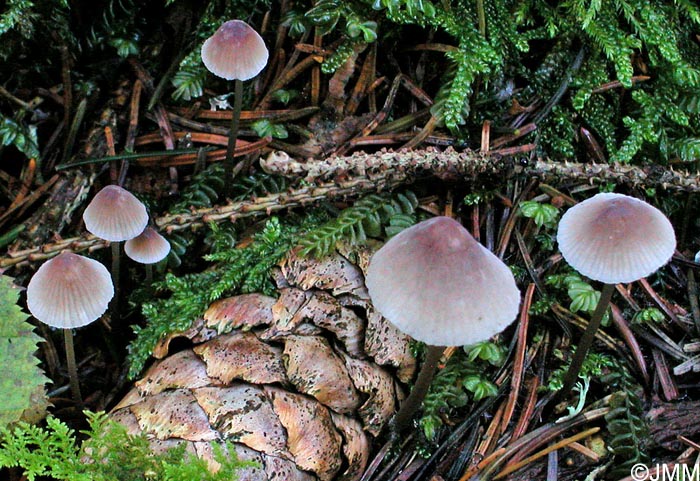 Mycena metata