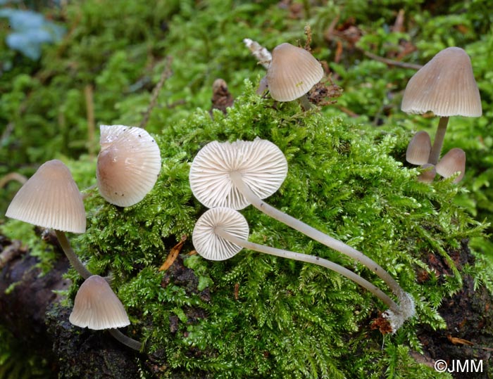 Mycena metata