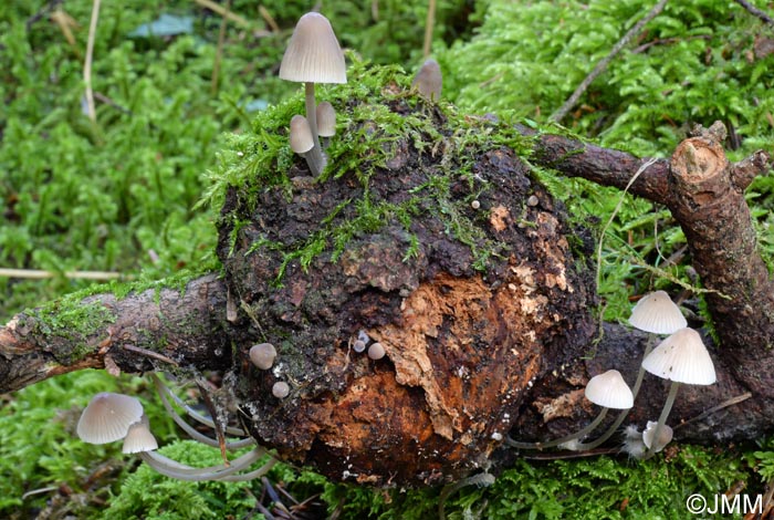 Mycena metata