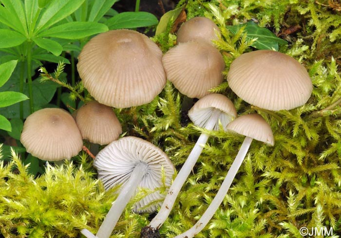 Mycena niveipes