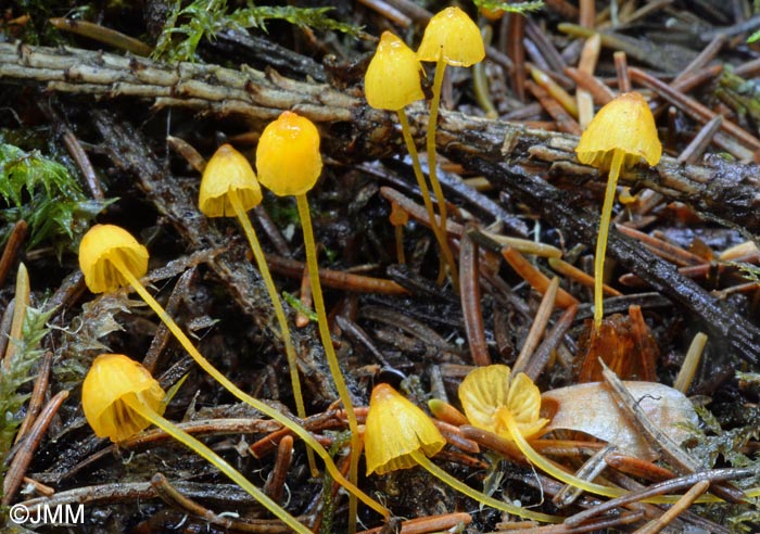 Mycena oregonensis