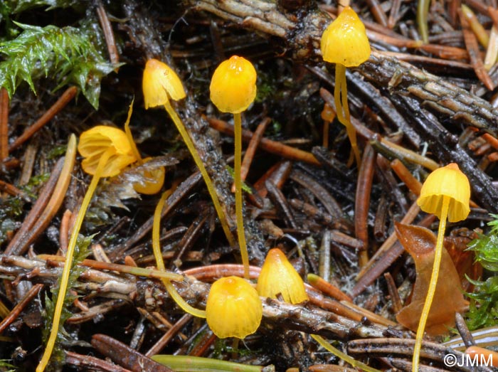 Mycena oregonensis