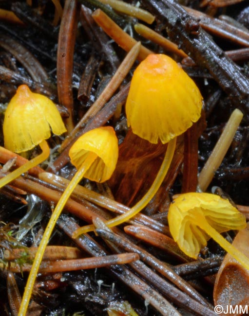 Mycena oregonensis