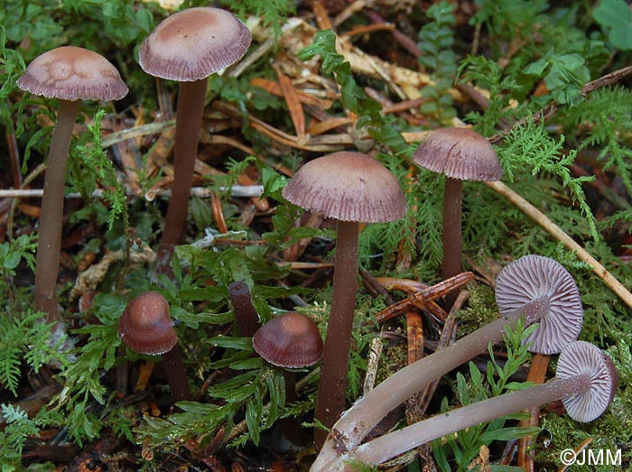 Mycena pearsoniana