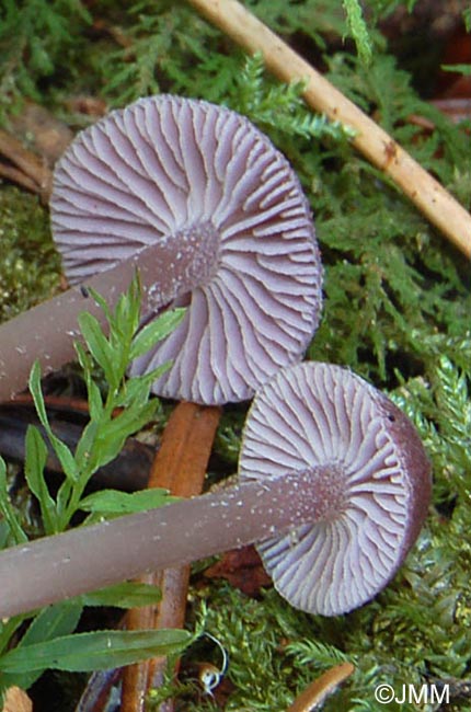 Mycena pearsoniana