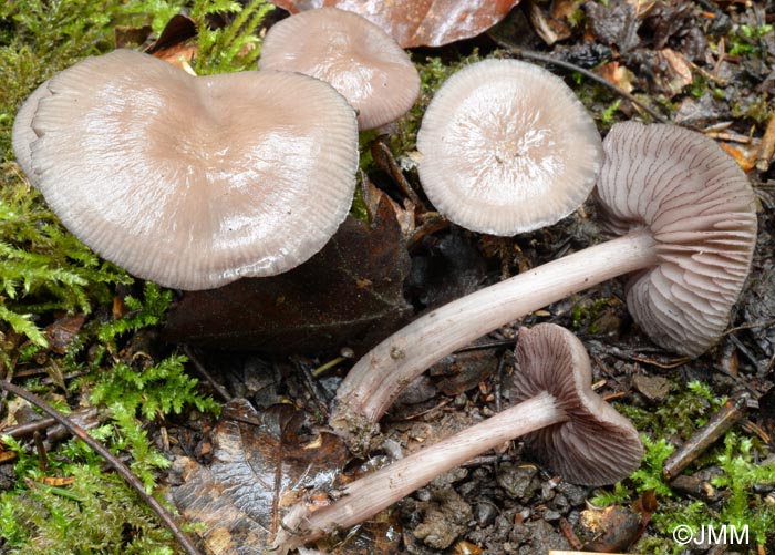 Mycena pelianthina