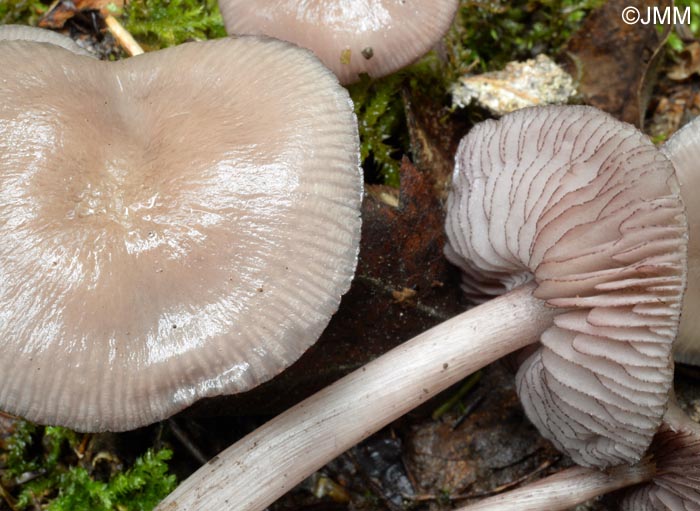 Mycena pelianthina