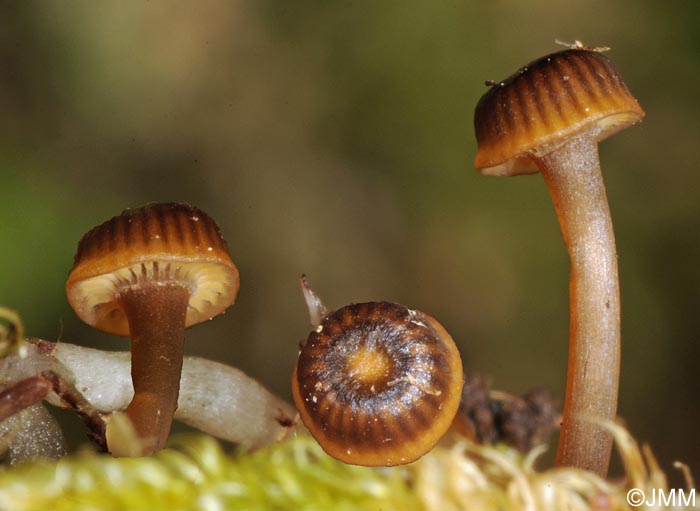 Mycena picta