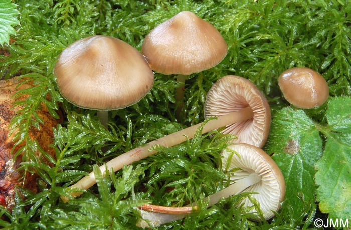 Mycena plumipes = Mycena strobilicola