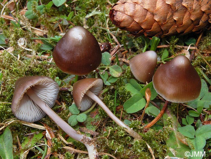 Mycena plumipes = Mycena strobilicola