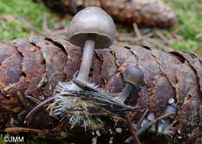 Mycena plumipes = Mycena strobilicola