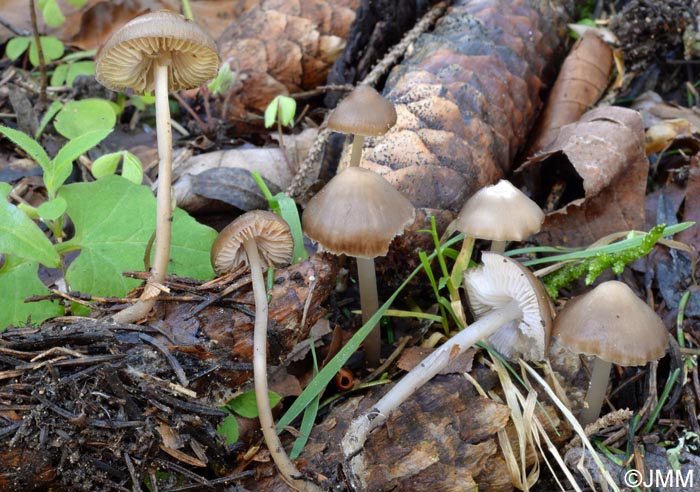 Mycena plumipes = Mycena strobilicola