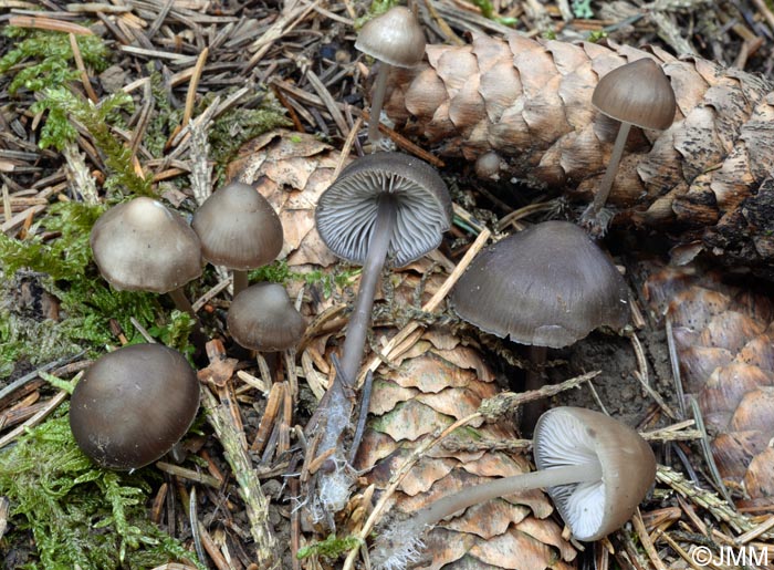 Mycena plumipes = Mycena strobilicola