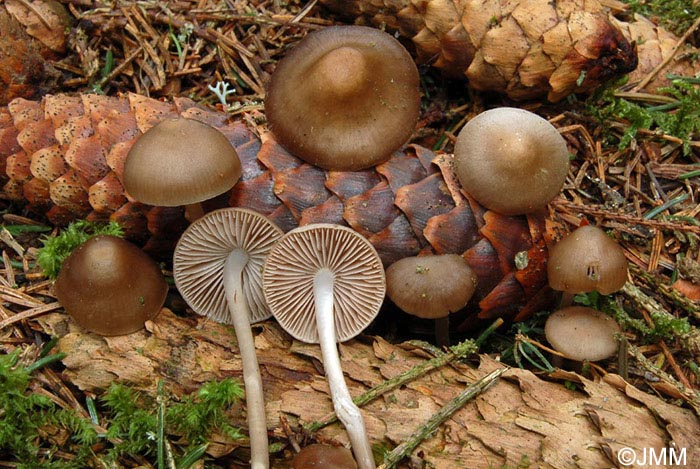 Mycena plumipes = Mycena strobilicola