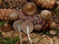 Mycena plumipes