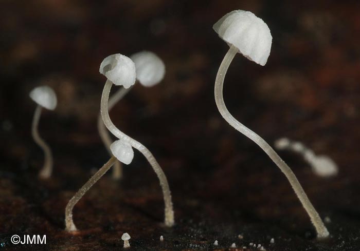 Mycena polyadelpha