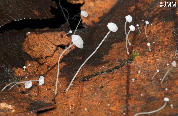 Mycena polyadelpha