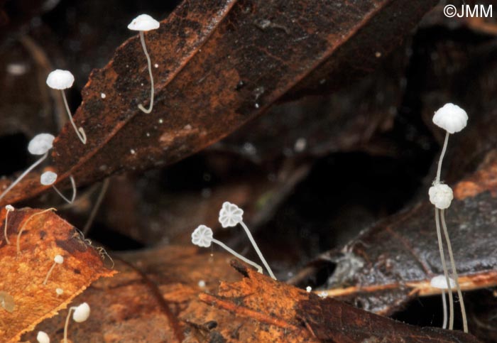 Mycena polyadelpha