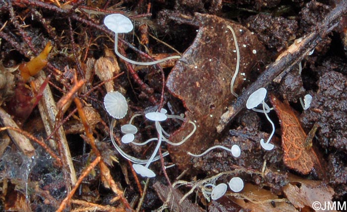 Mycena polyadelpha