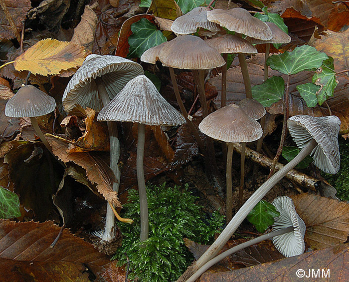 Mycena polygramma