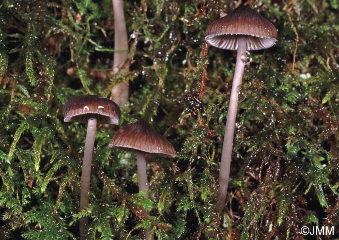 Mycena polygramma f. pumila