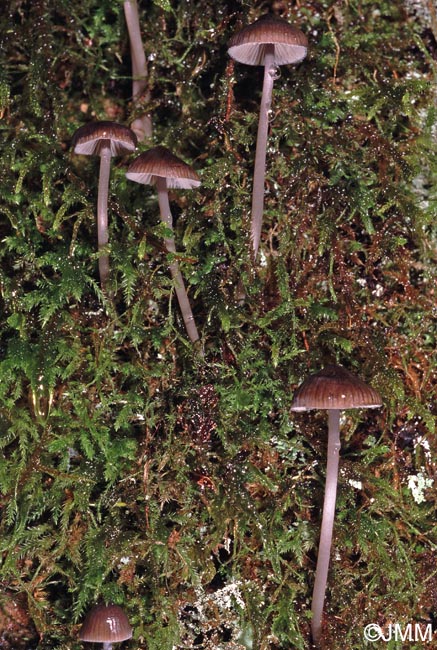 Mycena polygramma f. pumila