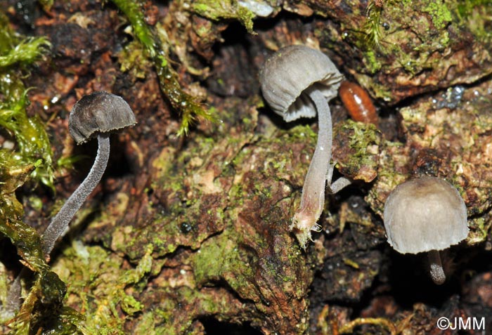 Mycena pseudocorticola