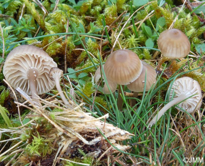 Mycena pseudopicta